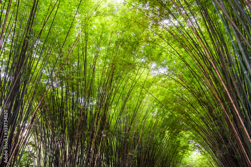 Fototapeta Naklejka Na Ścianę i Meble -  Beautiful landscape green nature bamboo forest tunnel in Wat Chulapornwanaram ,Nakornnayok ,Thailand. Natural Background.