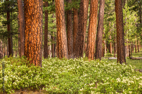 A grove of ponderosa pine trees near Sisters in central Oregon.  Manazinta bushes in bloom are in foreground.