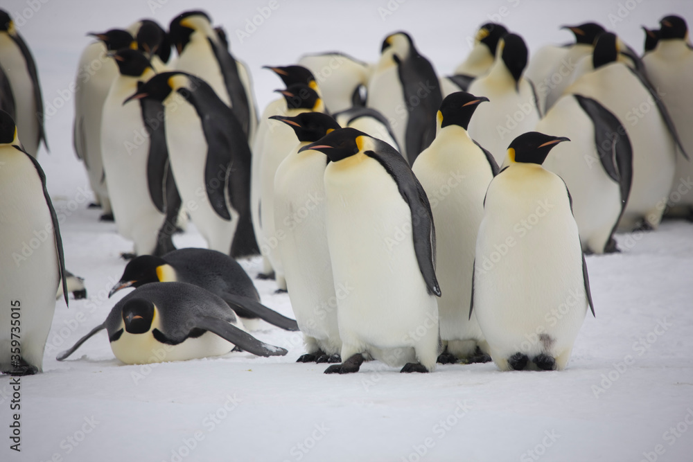 Fototapeta premium Antarctic group of emperor penguins close-up on a cloudy winter day