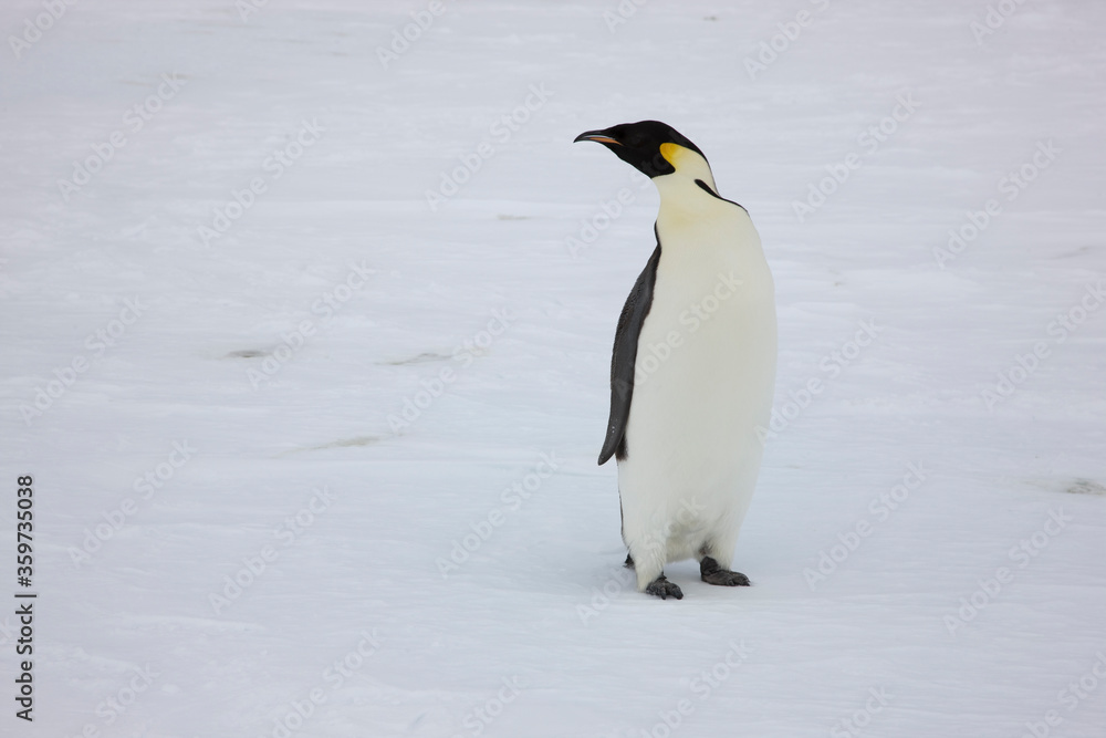 Antarctica emperor penguins close-up on a cloudy winter day Antarctica emperor penguins close-up on a cloudy winter day