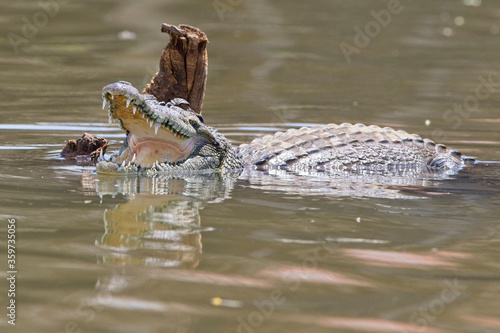 An adult Saltwater or Estuarine Crocodile (Crocodylus porosus) opening its mouth, (River Nilwala, Matara, Sri Lanka).