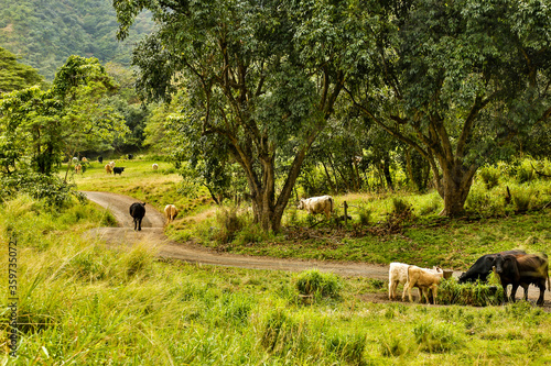 Cattle in a meadow on a cattle ranch near Panaluu on the north shore of the island of Oahu, Hawaii. photo