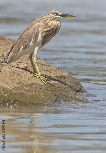 An Indian Pond Heron (Ardeola grayii) standing on a rock near the mouth of the River Nilwala, Matara, Sri Lanka.