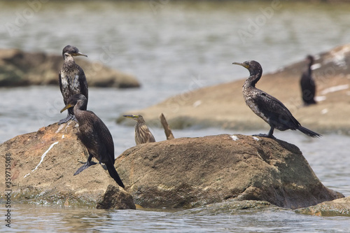 A group of Indian Cormorants or Indian Shags (Phalacrocorax fuscicollis) standing on a rock near the mouth of the River Nilwala, Matara, Sri Lanka. photo