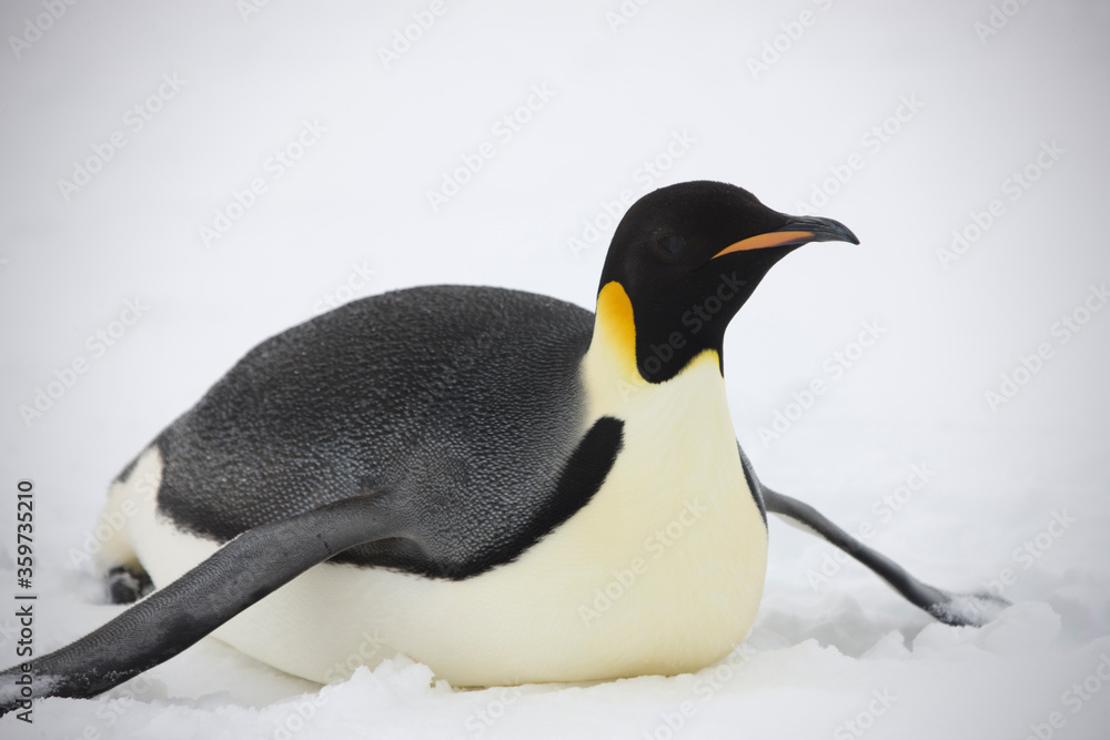 Naklejka premium Antarctica portrait of an emperor penguin on a cloudy winter day