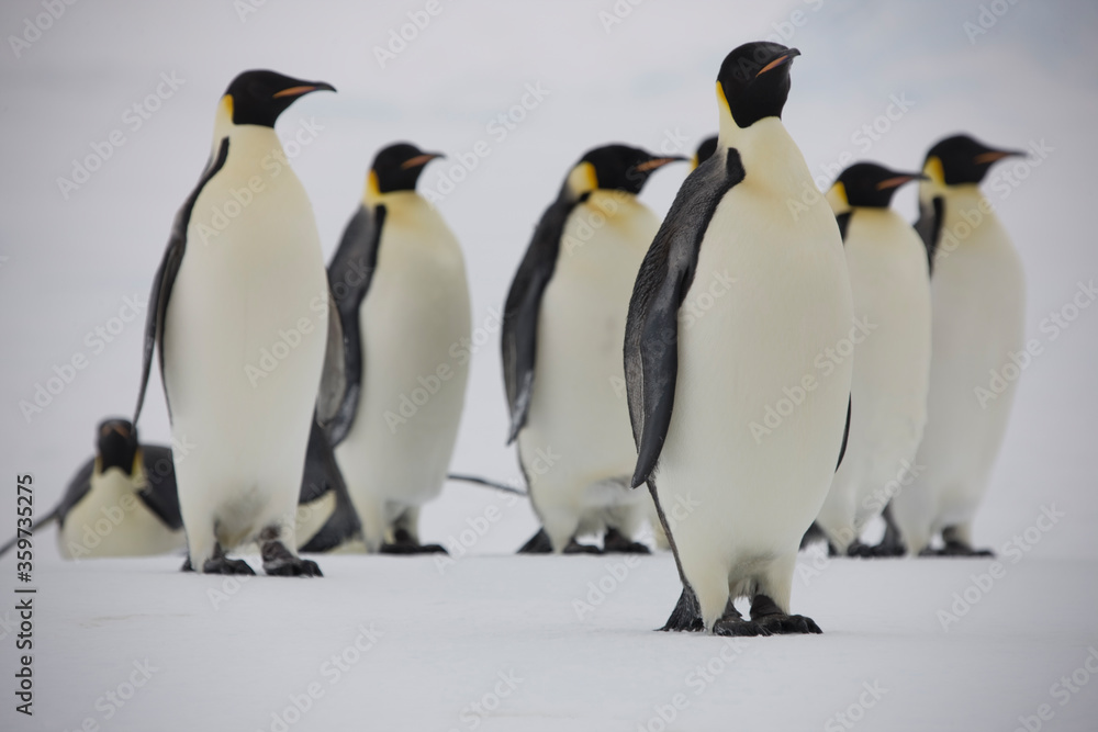 Obraz premium Antarctica emperor penguins close-up on a cloudy winter day