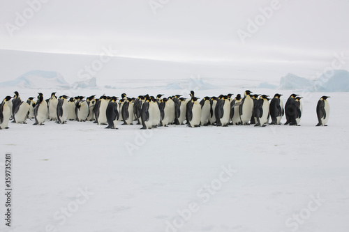 Obraz na plátně Antarctic group of emperor penguins close-up on a cloudy winter day