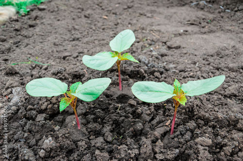 Ricinus communis, the castor bean or castor oil plant, young sprouts