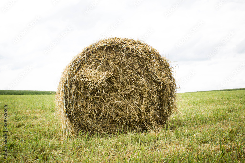 Gold straw bales during hay harvest on the field, country landscape, straw bale