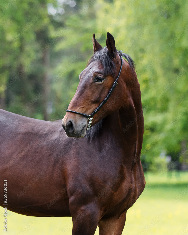 Obraz premium Portrait of a beautiful chestnut horse looks back on natural green summer background, head closeup