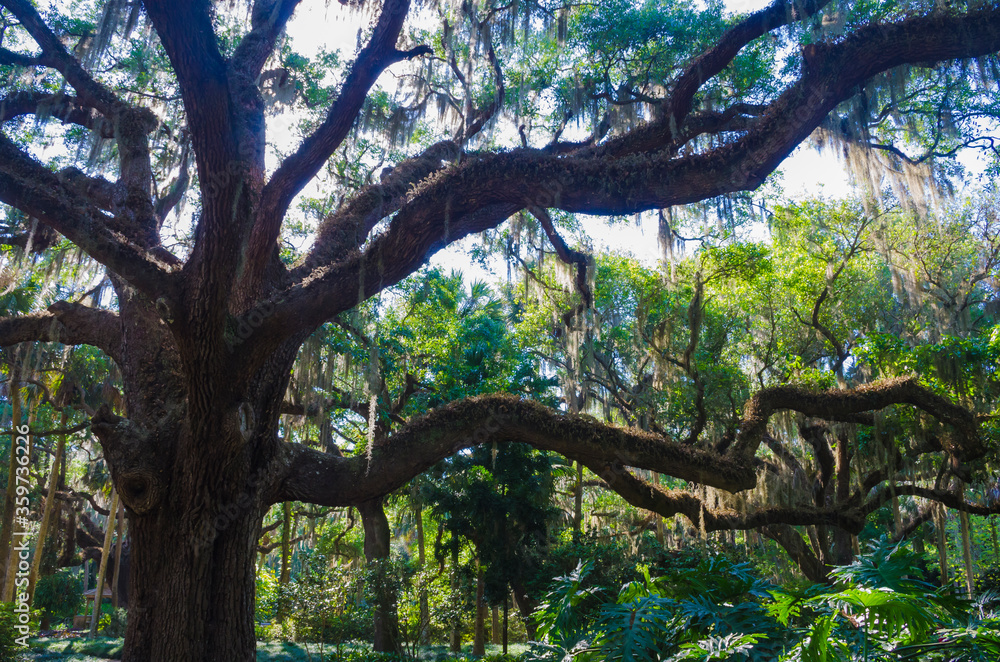 Fototapeta premium Florida Botanical Gardens, Washington Oaks State Park