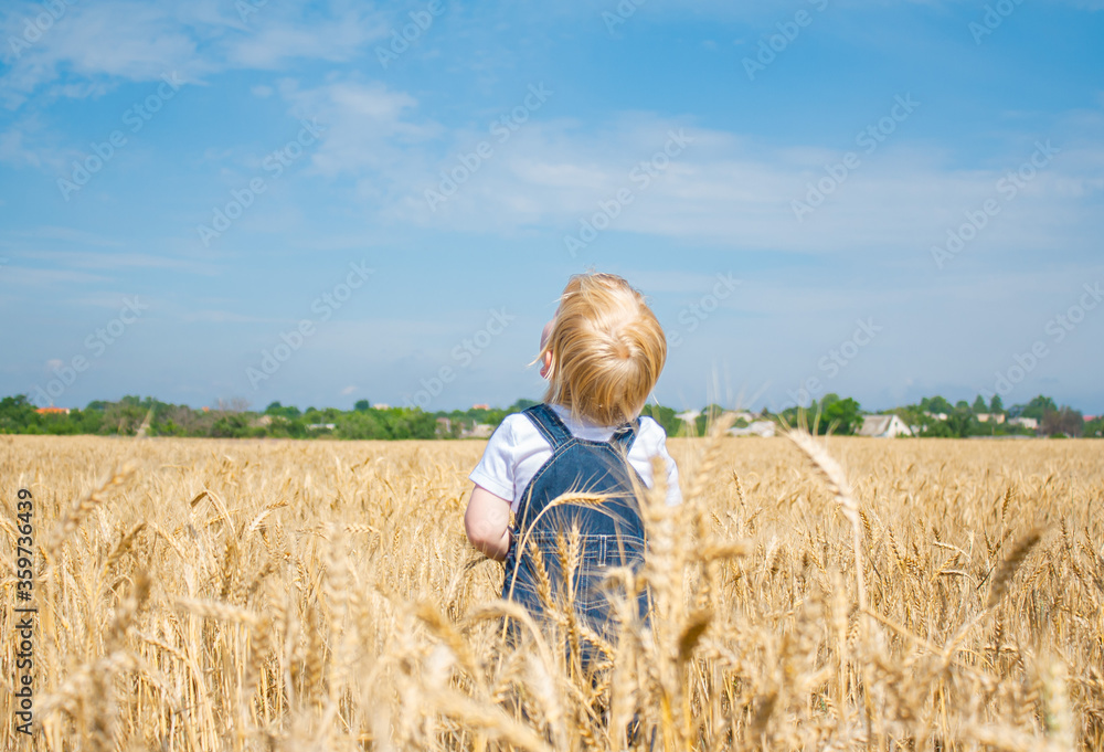 a little boy with blond hair stands in a wheat field and looks up at the sky, view of a child from the back.