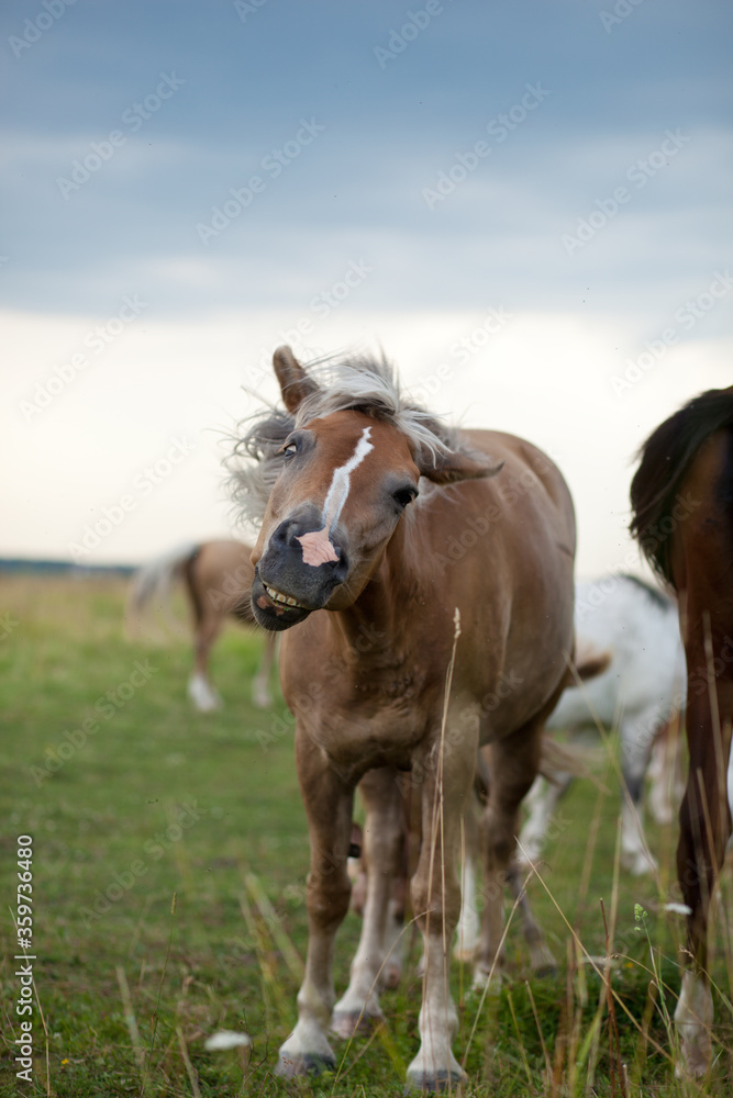 Obraz premium horse in the field