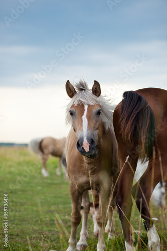 horse in the field © Юлия Фоминова