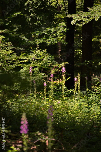 Fototapeta Naklejka Na Ścianę i Meble -  Fingerhut Sommer Sonne Wald Bäume 