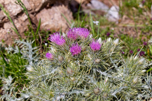 A clustered head of Purple Starthistle or Red Starthistle (Centaurea calcitrapa) growing high in the Picos de Europa, Cantabria, Spain. photo