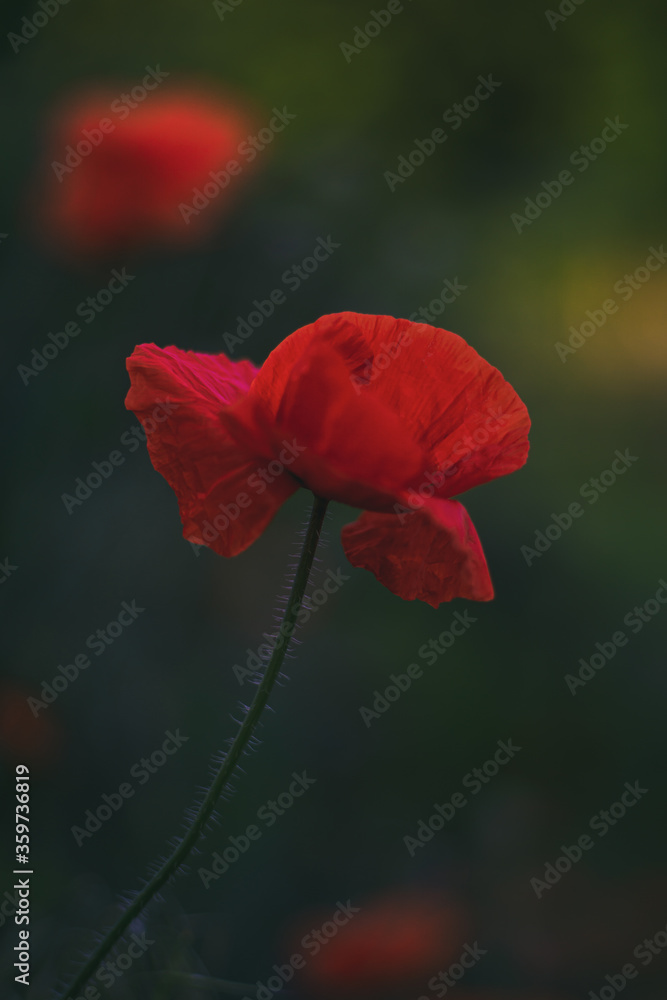 Fototapeta premium poppy