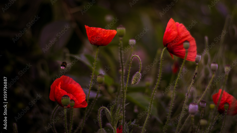 Naklejka premium poppy