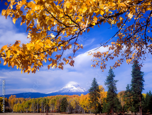 View of Mt Adams surrounded by autumn colored leaves, west central Washington near Klickitat. photo
