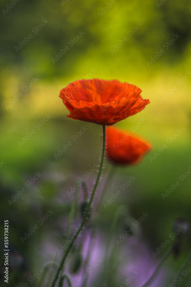 Fototapeta premium MAK