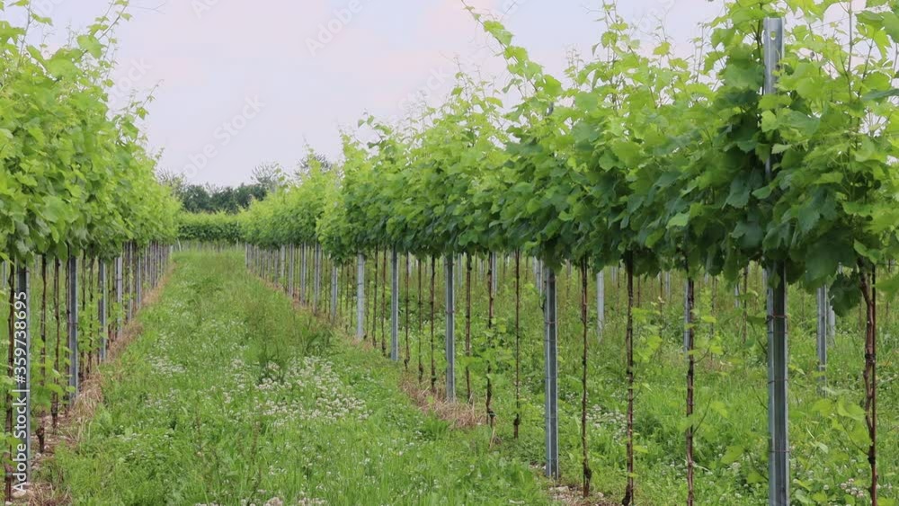 Vine plants growing in the vineyard . Vitis vinifera cultivation Vine plants growing in the vineyard . Vitis vinifera cultivation