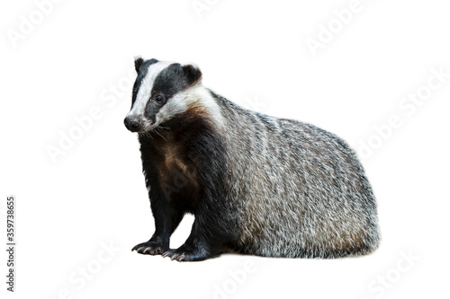 European badger (Meles meles) against white background Fototapet
