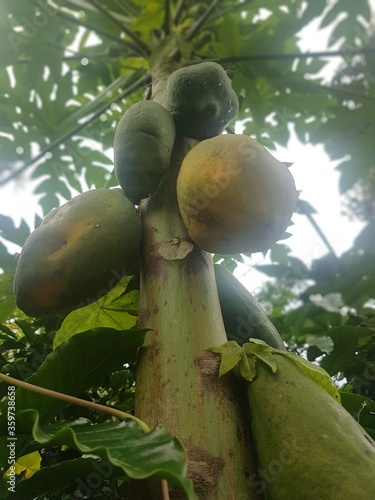 papaya tree and fruit