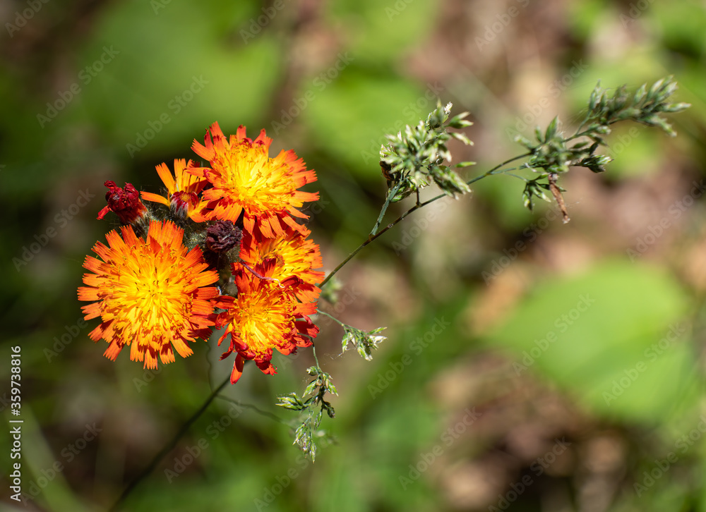 Beautiful blooming Orange Hawkweed Beautiful blooming Orange Hawkweed