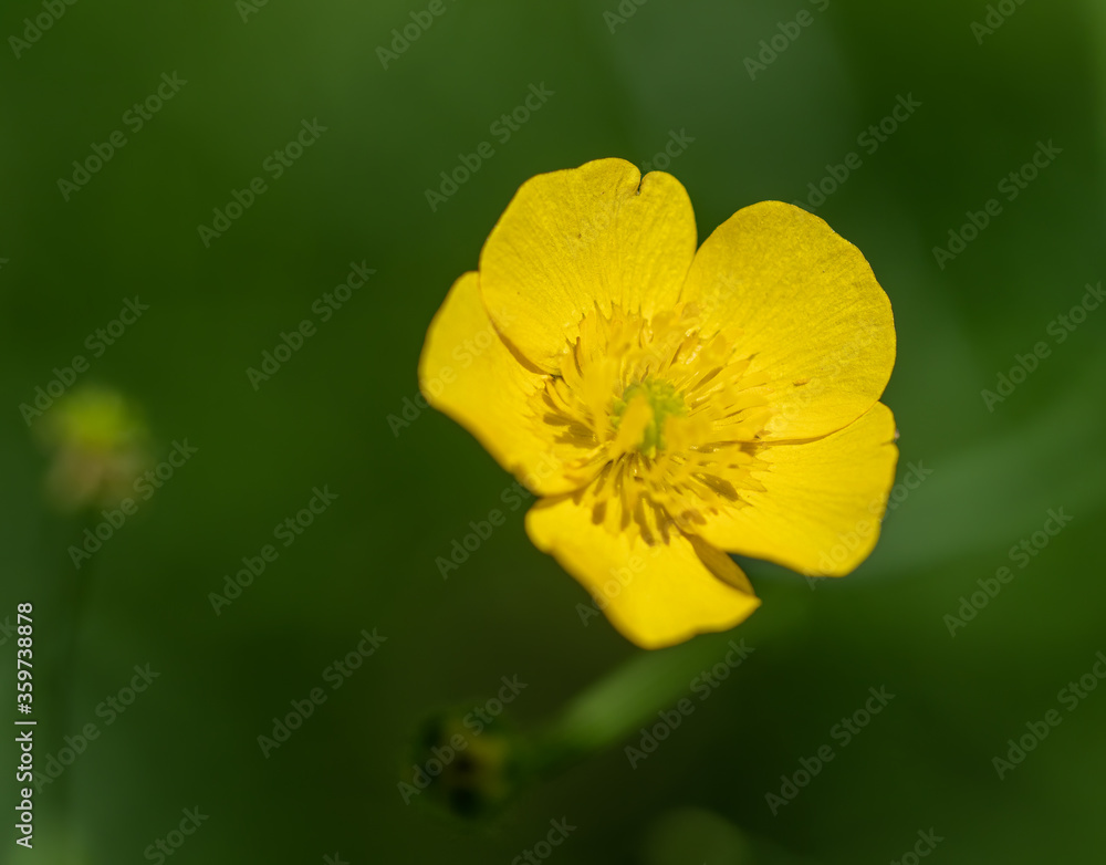 A yellow meadow buttercup blooms in spring A yellow meadow buttercup blooms in spring