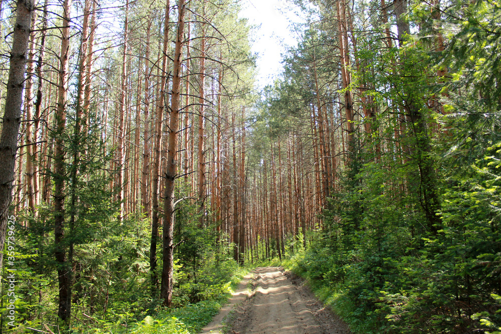 landscape with trees landscape with trees