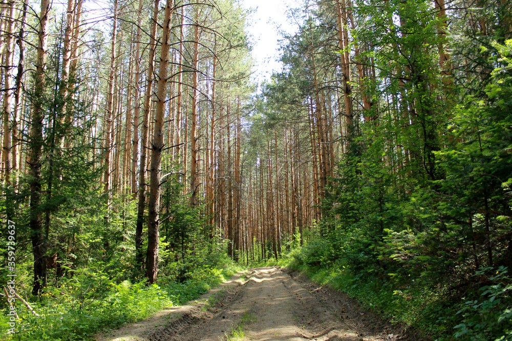 landscape with trees landscape with trees