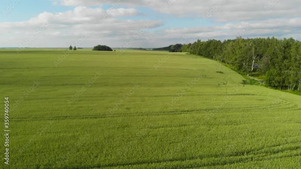 The camera flies over a field of green wheat. Rich colors, beautiful shot The camera flies over a field of green wheat. Rich colors, beautiful shot