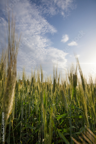 young grain in the hills of Tuscany