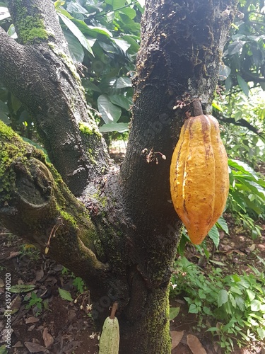 cocoa tree and fruit
