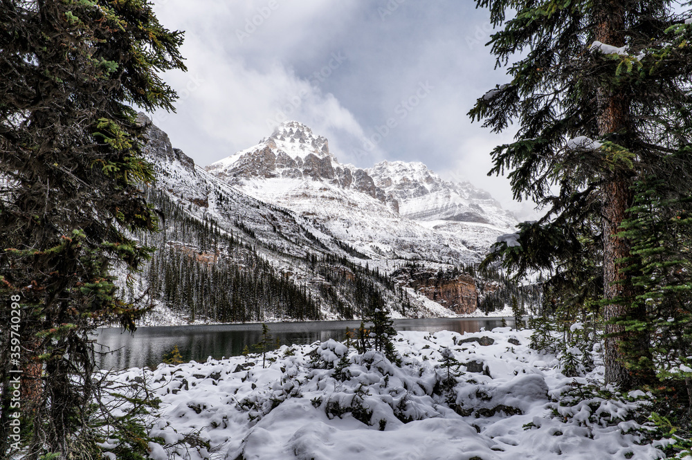 Rocky mountains with pine tree on Lake O'hara in winter at Yoho national park