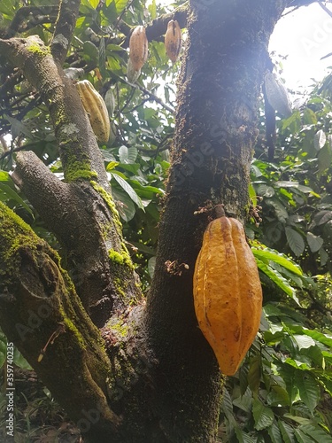 cocoa tree and fruit