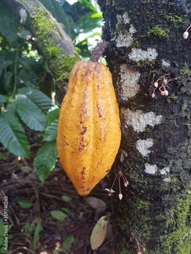 cocoa tree and fruit