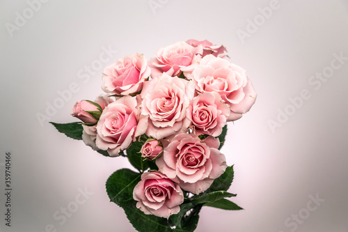 Pink roses in small bouquet with neutral background © Daniel Gill