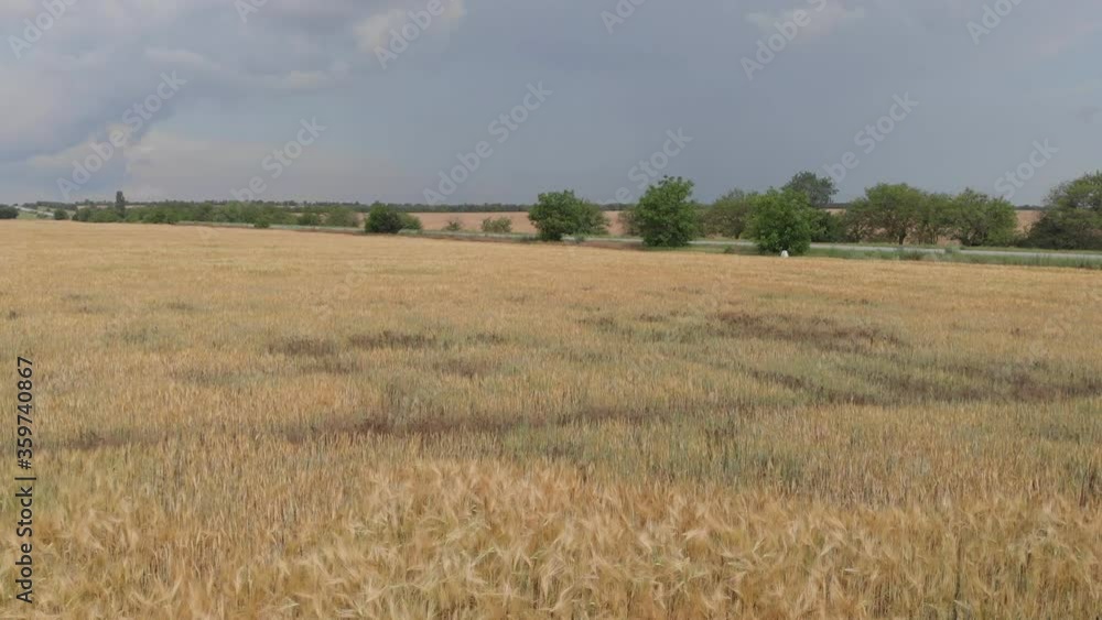 Ripe wheat on a farm field. View from above Ripe wheat on a farm field. View from above