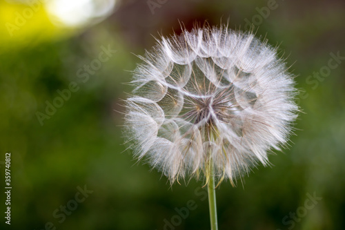 Large fluffy white dandelion on a green background. Close-up with a blurred background.