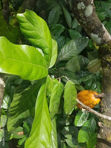 cocoa leaf
