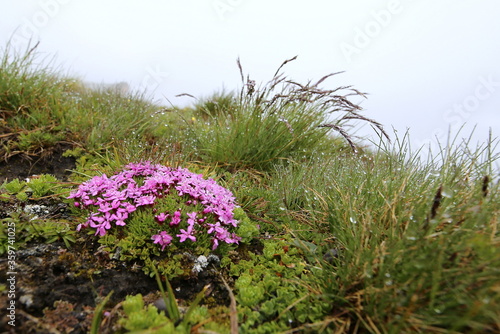 Alpenbl  mchen mit rosa Bl  ten.