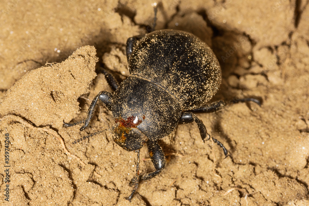 Black beetle (Gnaptor spinimanus) in the sand. Black beetle (Gnaptor spinimanus) in the sand.