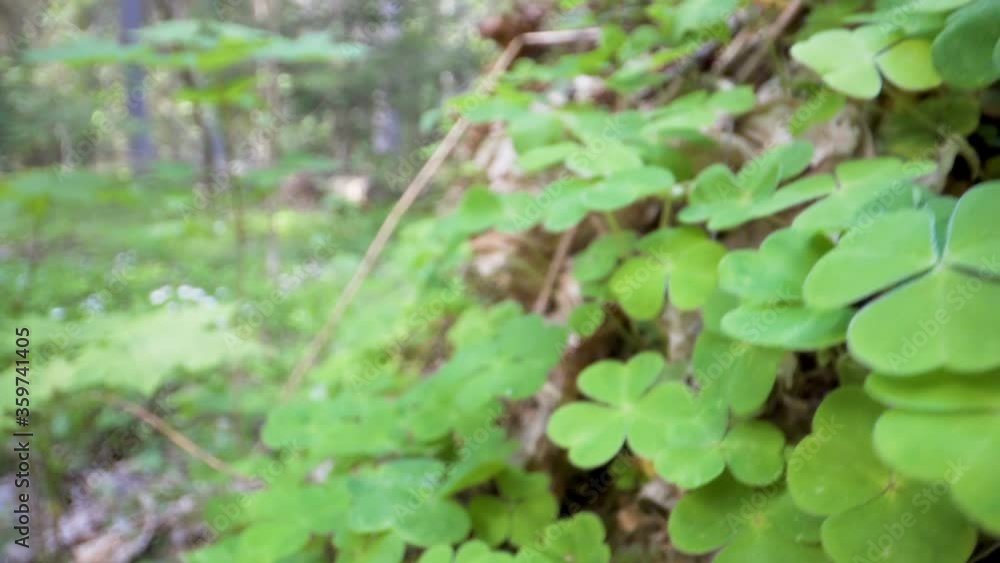 Tine green leaves of the tiny plants on the ground Tine green leaves of the tiny plants on the ground
