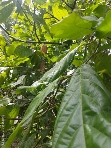 cocoa tree leaf