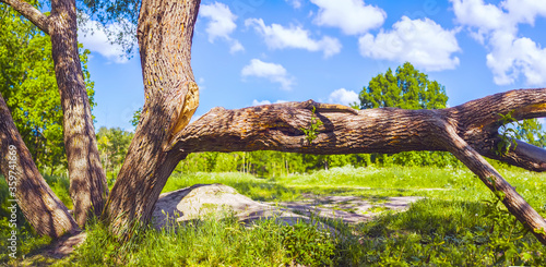 The trunk of the tree split in two under its weight  one part of it fell to the ground and lies horizontally. Summer landscape