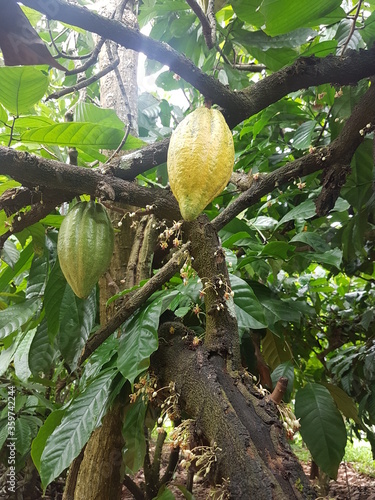 cocoa tree and fruit