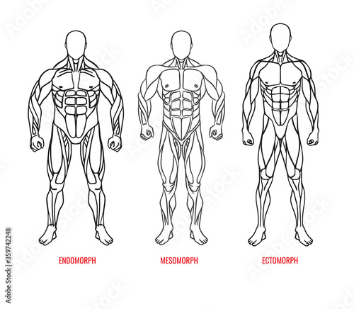 Men body types diagram with three somatotypes vector illustration. Ectomorph, mesomorph, endomorph black outline silhouettes front view. Vector illustration eps10