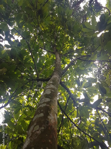 big cocoa tree