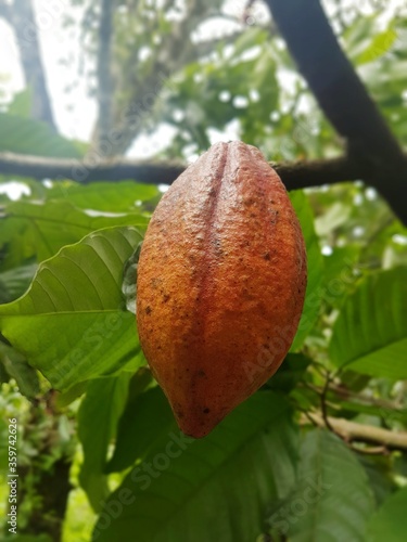 orange cocoa 